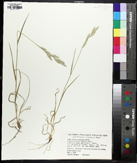 Bromus catharticus image