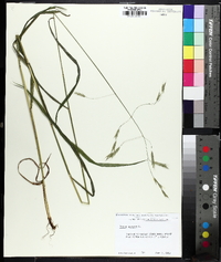 Bromus pubescens image