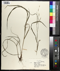 Bromus pubescens image