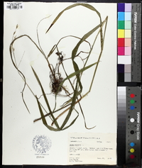 Bromus pubescens image