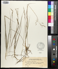 Calamagrostis x acutiflora image