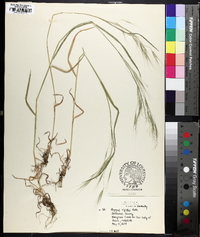 Bromus sterilis image