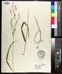 Bromus commutatus image