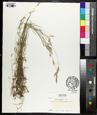 Bromus commutatus image