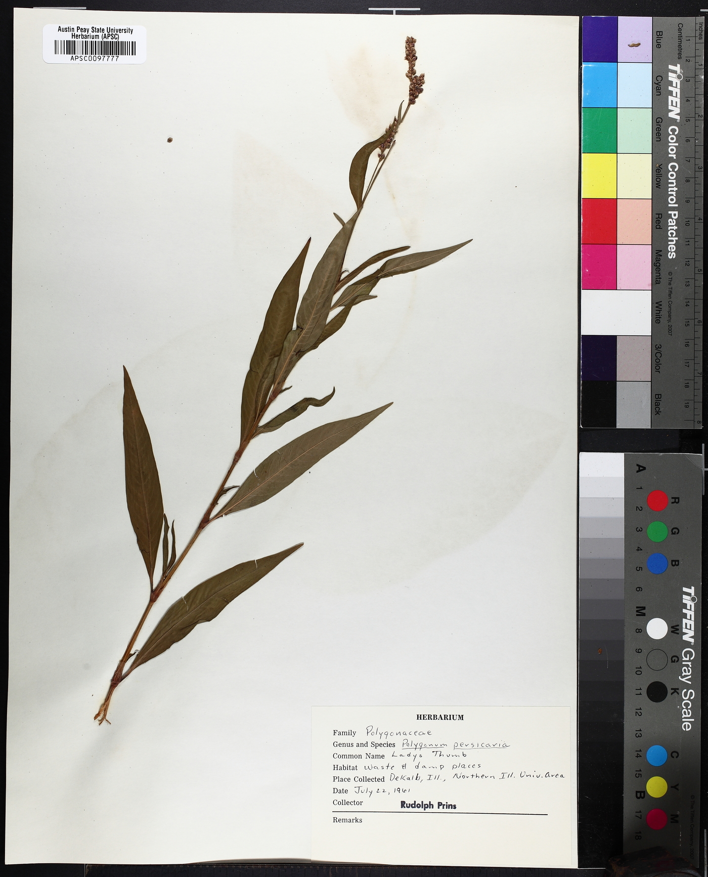 Persicaria maculata image