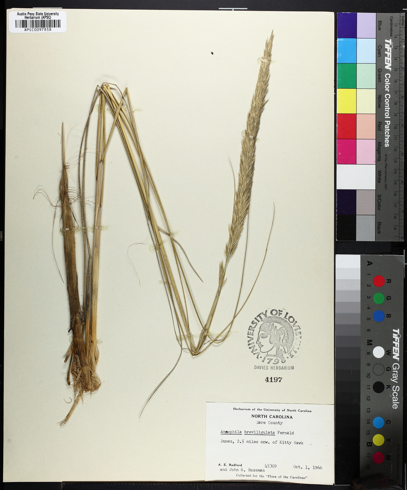 Calamagrostis breviligulata image