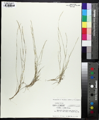 Aristida dichotoma image