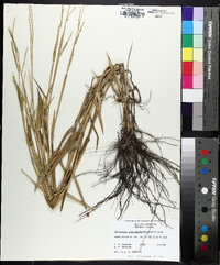 Urochloa platyphylla image