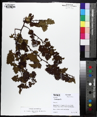 Crataegus marshallii image