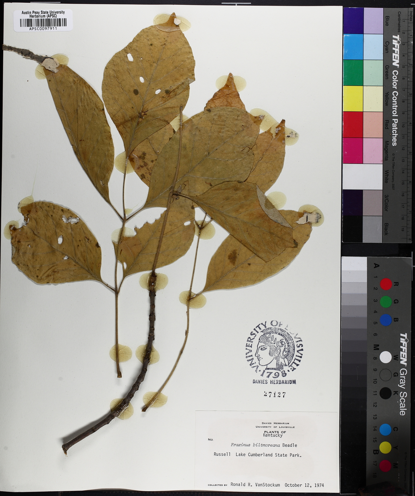 Fraxinus biltmoreana image