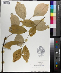 Fraxinus biltmoreana image