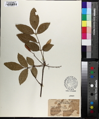 Fraxinus caroliniana image