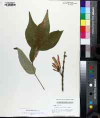 Fraxinus biltmoreana image