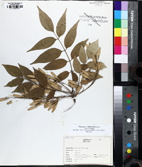 Fraxinus biltmoreana image