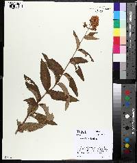 Lysimachia vulgaris image