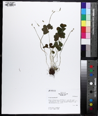 Oxalis corymbosa image