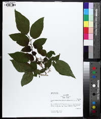 Lyonia ovalifolia image