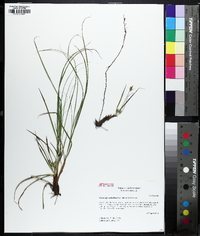 Carex umbellata image