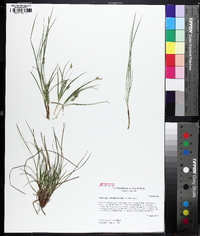 Carex umbellata image