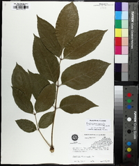 Fraxinus biltmoreana image