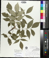 Fraxinus biltmoreana image