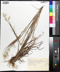 Andropogon gyrans image