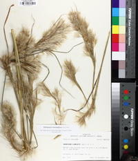 Andropogon glomeratus image