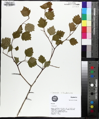 Crataegus iracunda image