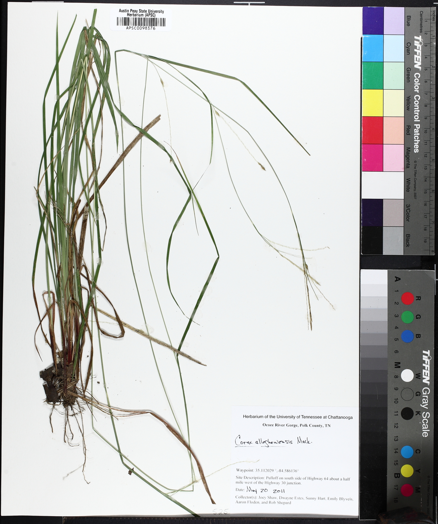 Carex allegheniensis image