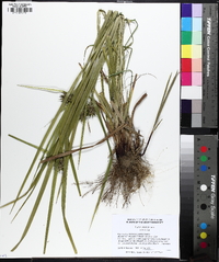 Carex grayi image