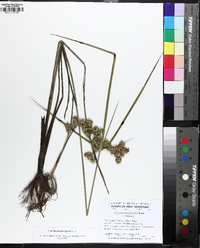 Cyperus pseudovegetus image