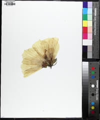 Hibiscus lasiocarpos image