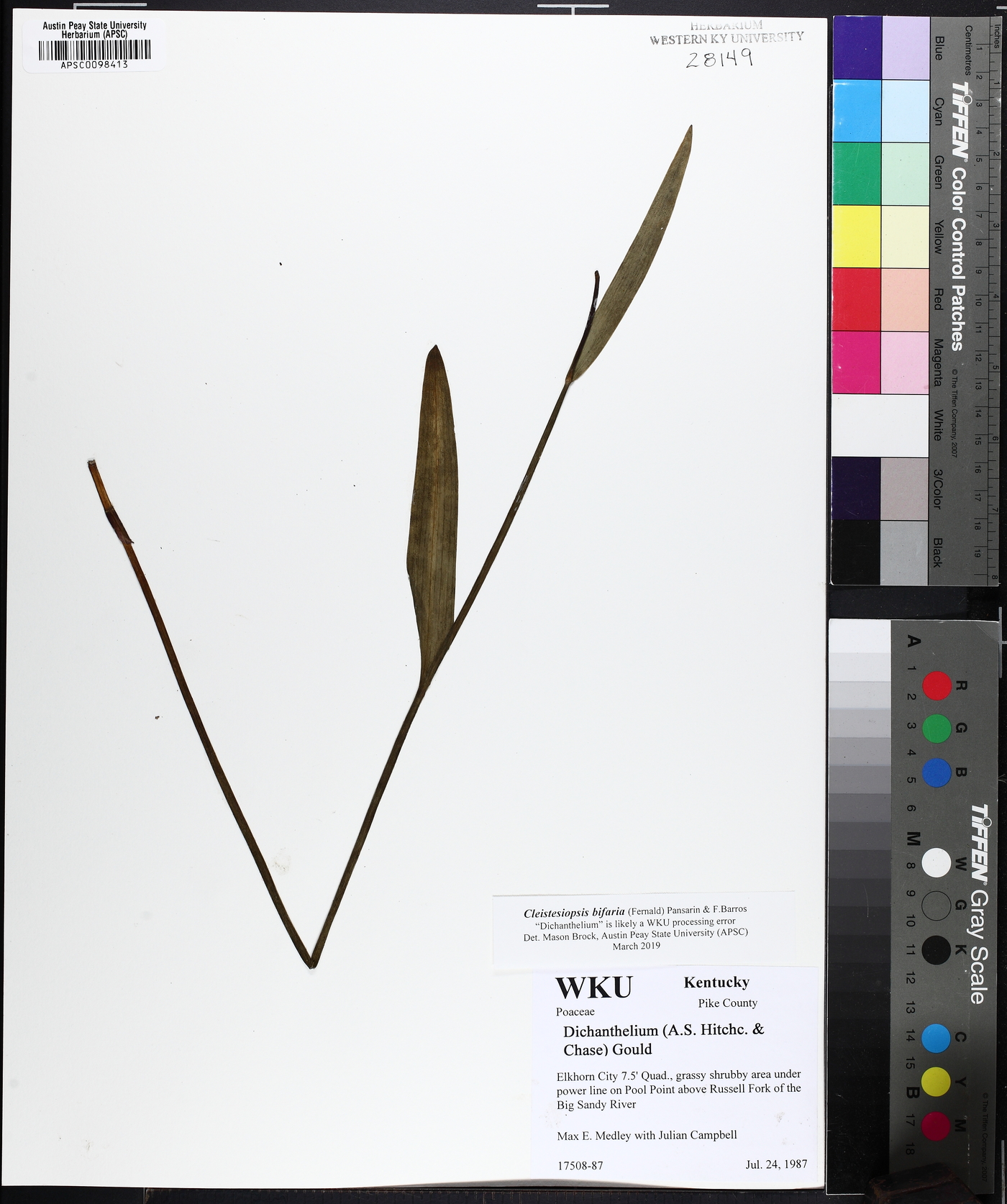 Cleistesiopsis bifaria image