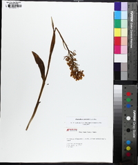 Platanthera psycodes image