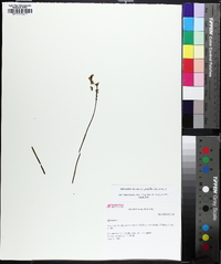 Spiranthes lacera image