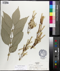 Fraxinus biltmoreana image