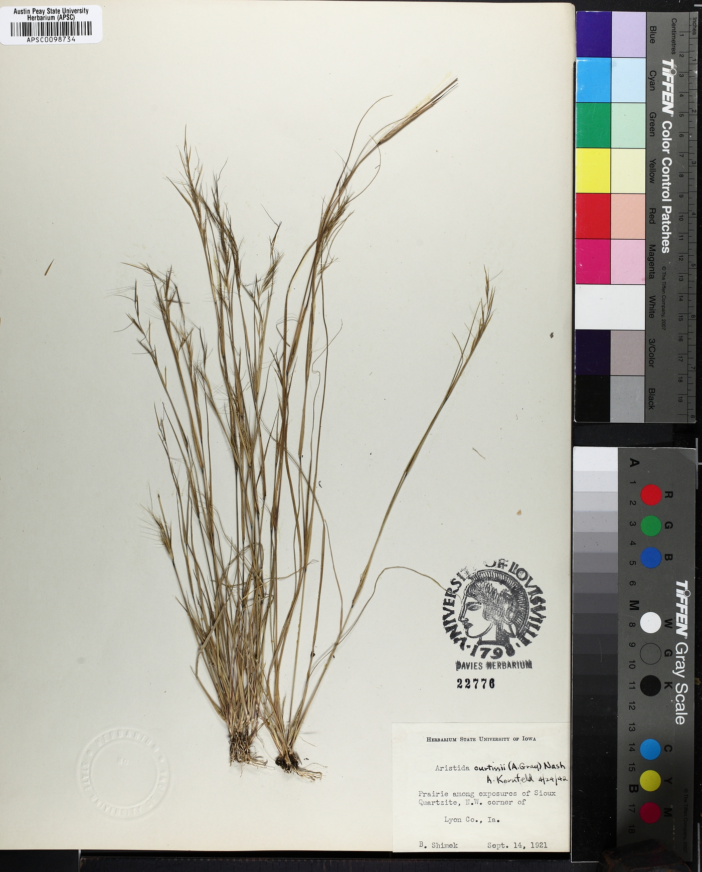 Aristida curtissii image