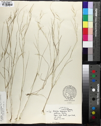 Aristida longespica image