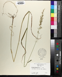 Arrhenatherum elatus image
