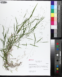 Kellochloa verrucosa image