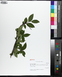 Ulmus alata image