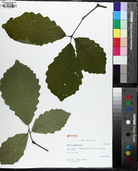 Quercus montana image