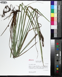 Carex joorii image