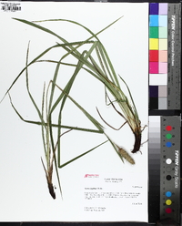 Carex typhina image