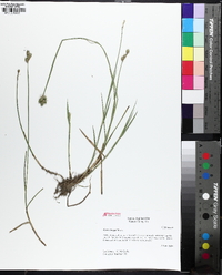 Carex longii image