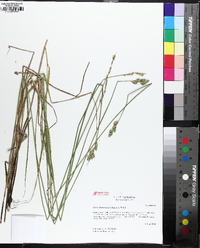 Carex festucacea image