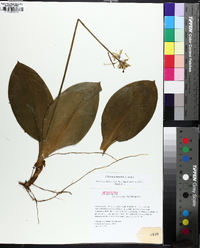 Clintonia borealis image