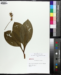 Clintonia borealis image