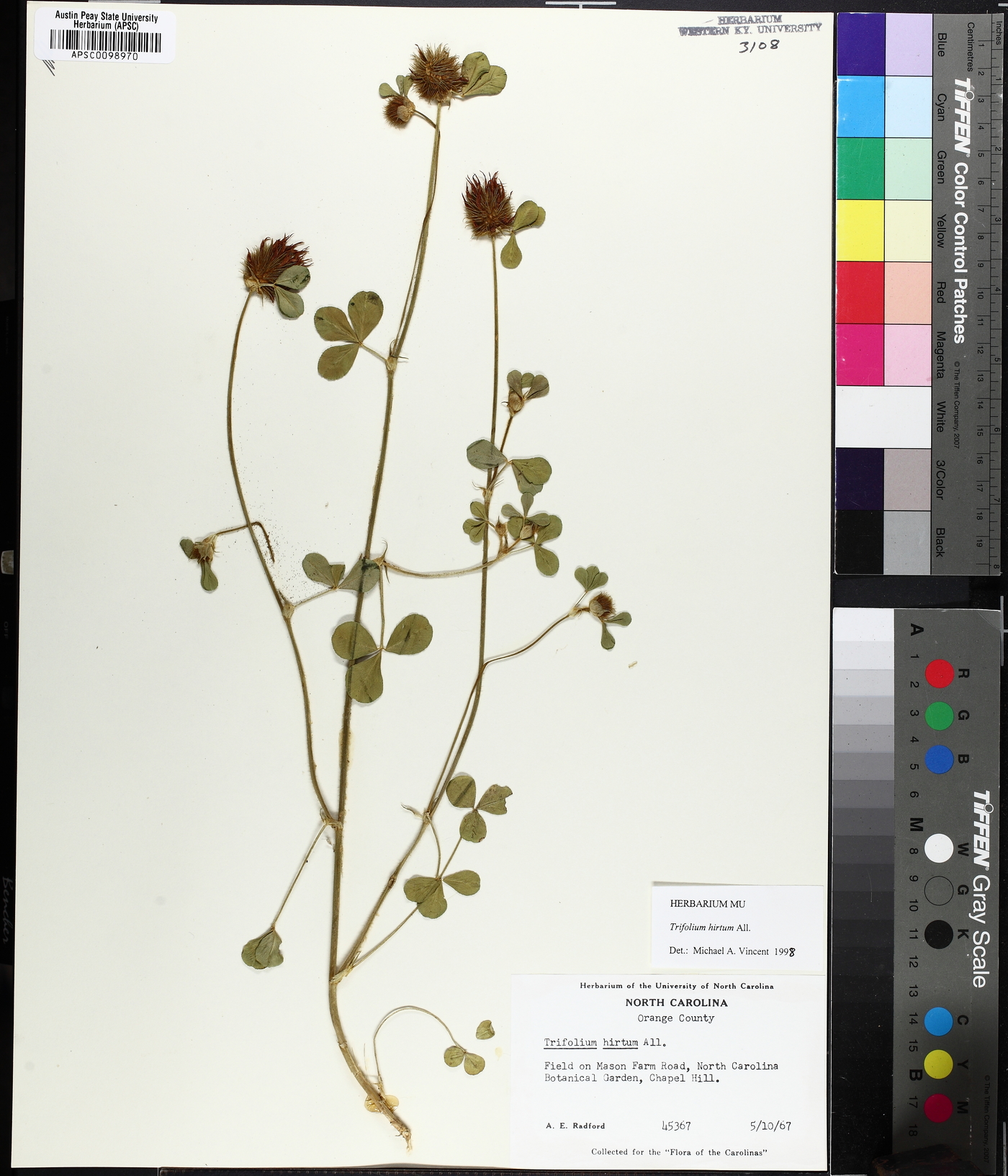 Trifolium hirtum image
