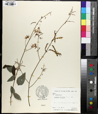 Desmodium cuspidatum image